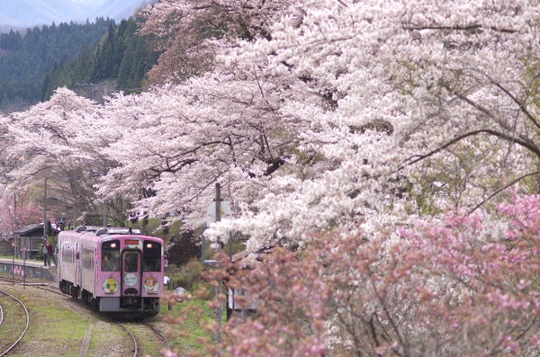 【山形県内発】 桜舞う!会津鉄道 「お座トロ展望列車」と会津・喜多方桜めぐり(日帰り)1